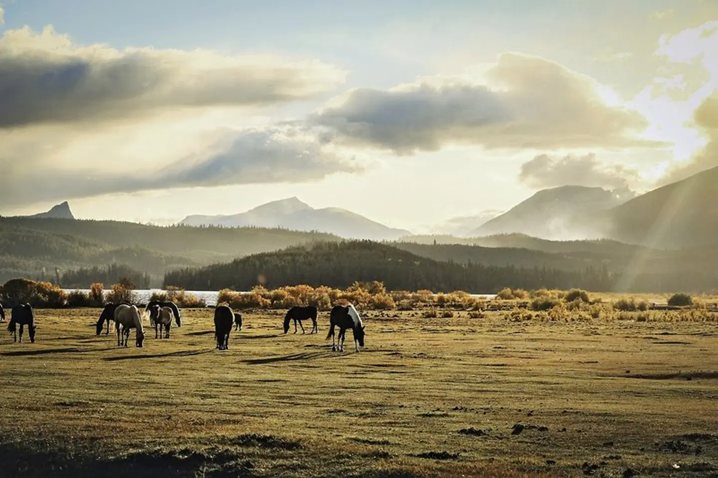 Wilderness Experience Tiere