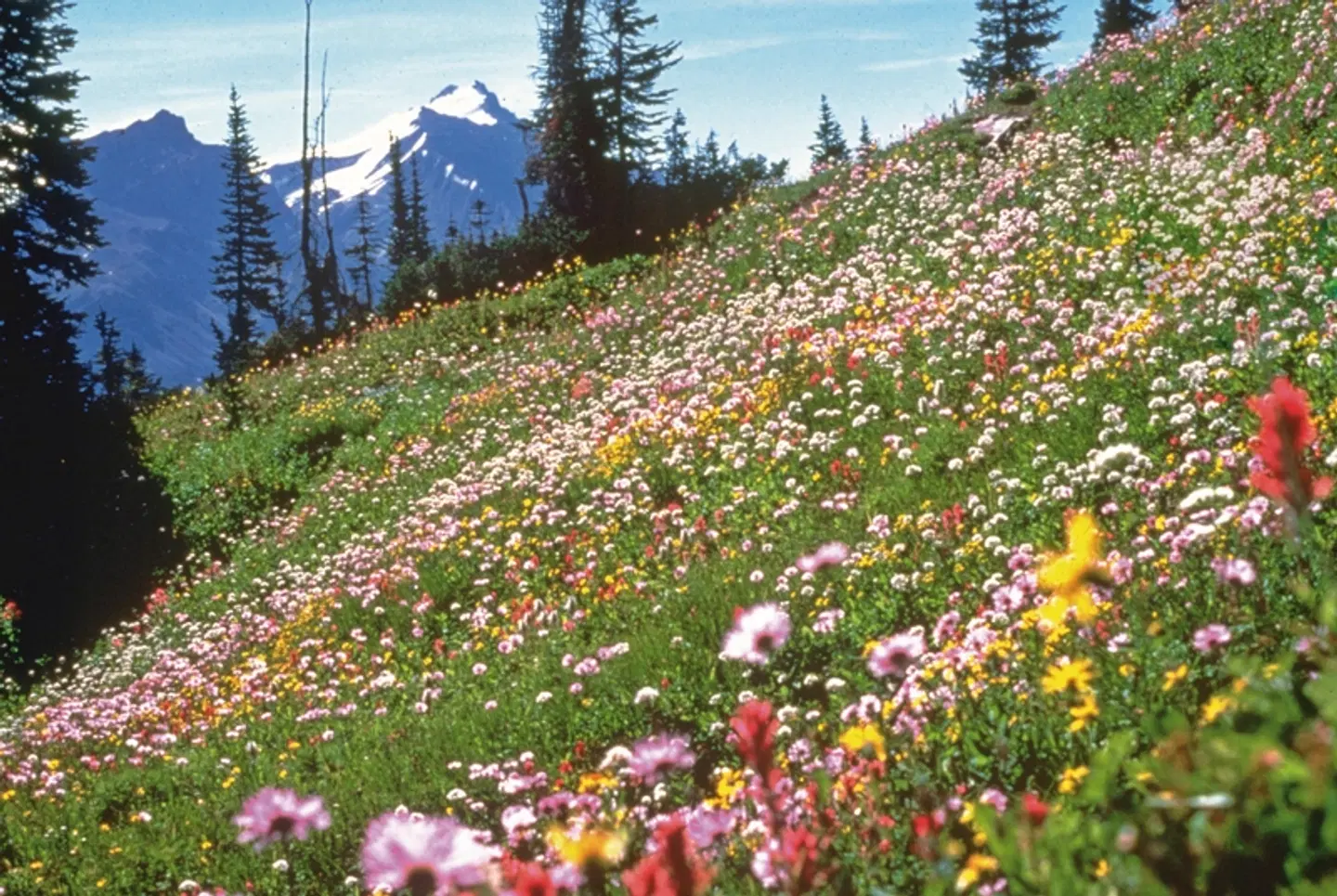 Im Land des Ahornblatts Garten