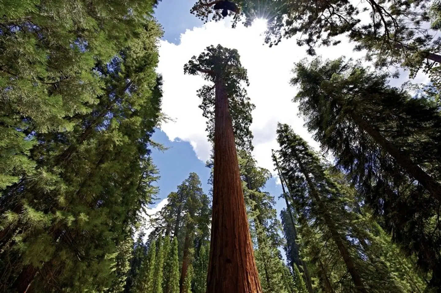 Taste of California LANDSCAPE