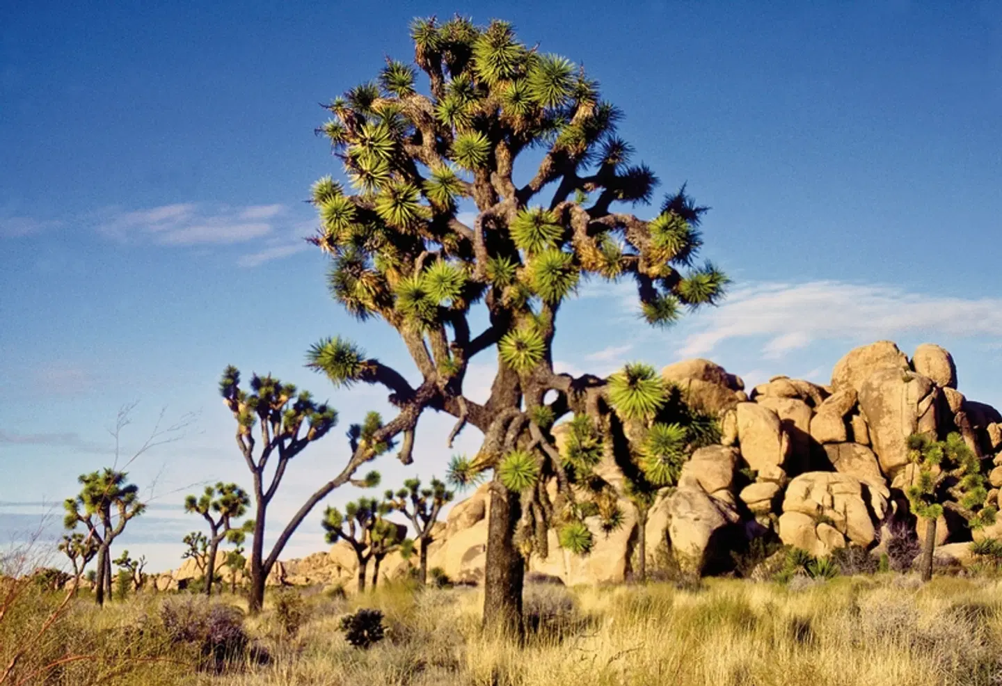 Coast to Coast LANDSCAPE