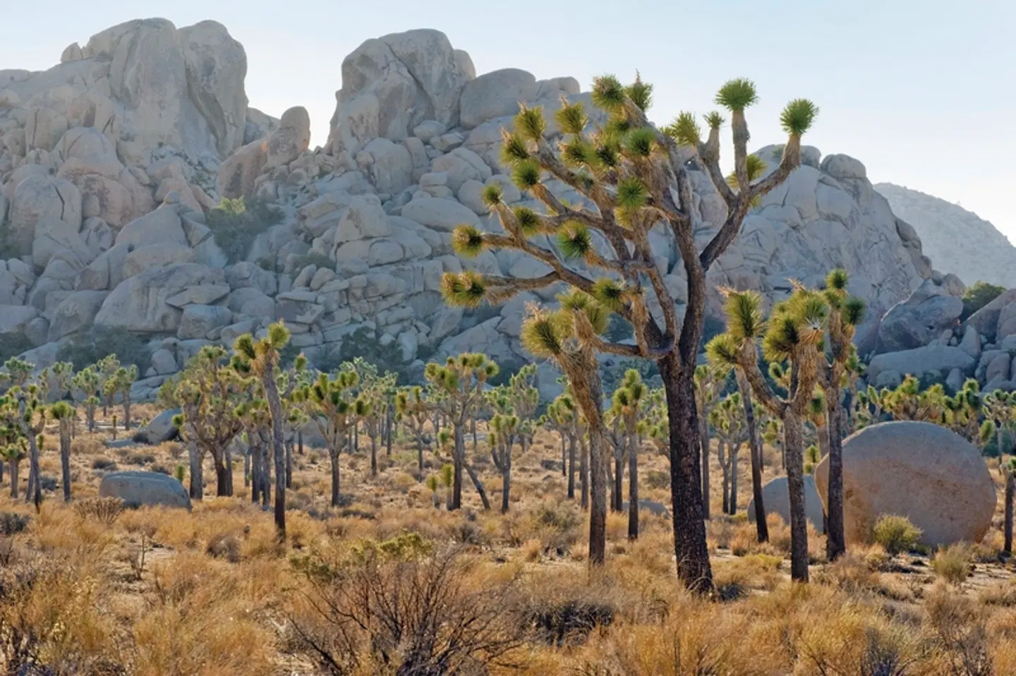 Western Triangle LANDSCAPE