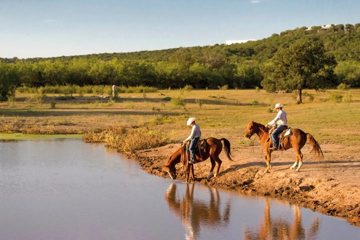 Wildcatter Ranch Tiere