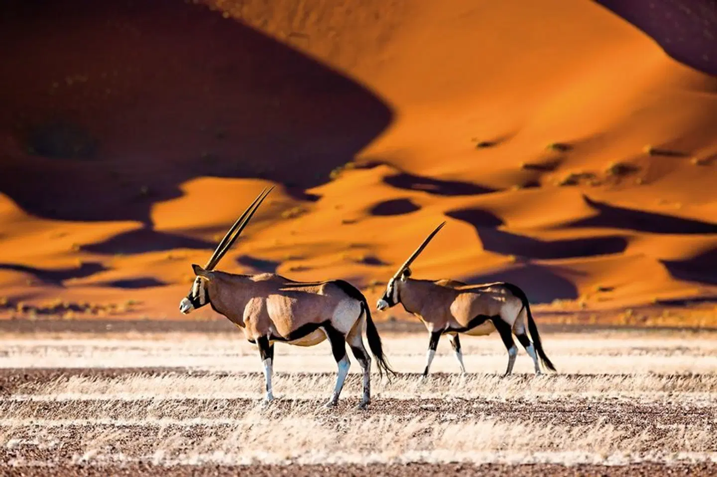 Kontrastreiches Namibia Tiere