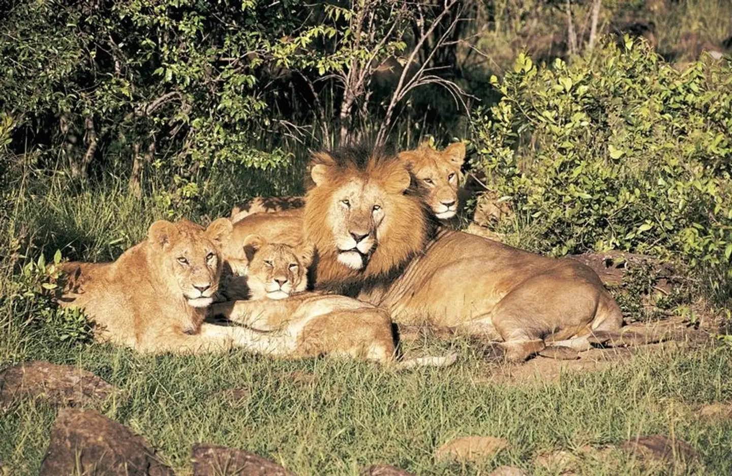 Namibias Höhepunkte & Viktoria Wasserfälle Tiere