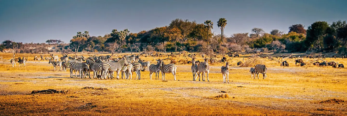 Erdmännchen, Elefanten, das Delta und die Fälle Tiere