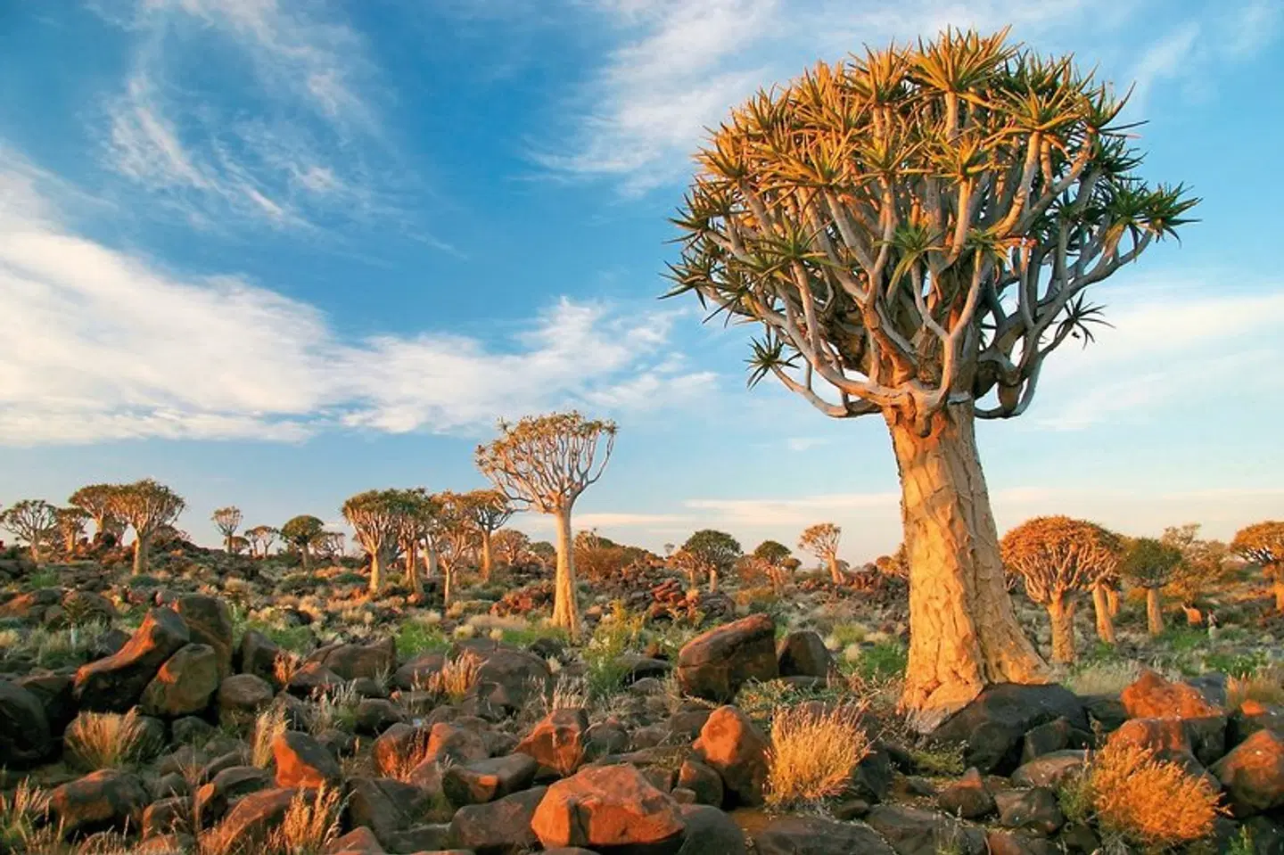 Best of Namibia Standard LANDSCAPE