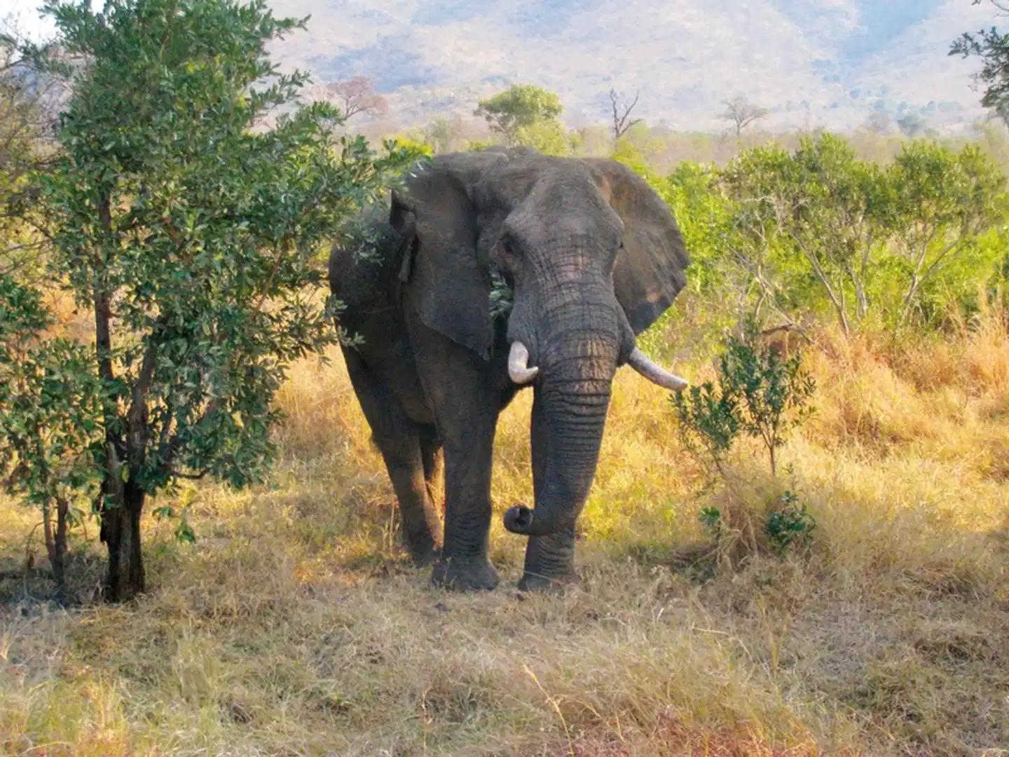Safari & Sonne - Südafrika & Mozambique erleben Tiere