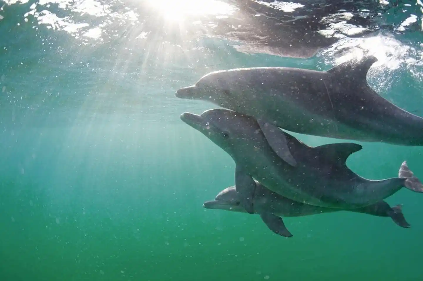 Safari & Sonne - Südafrika & Mozambique erleben Tiere