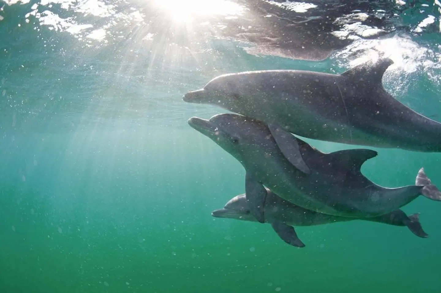Safari & Sonne - Südafrika & Mozambique erleben Tiere