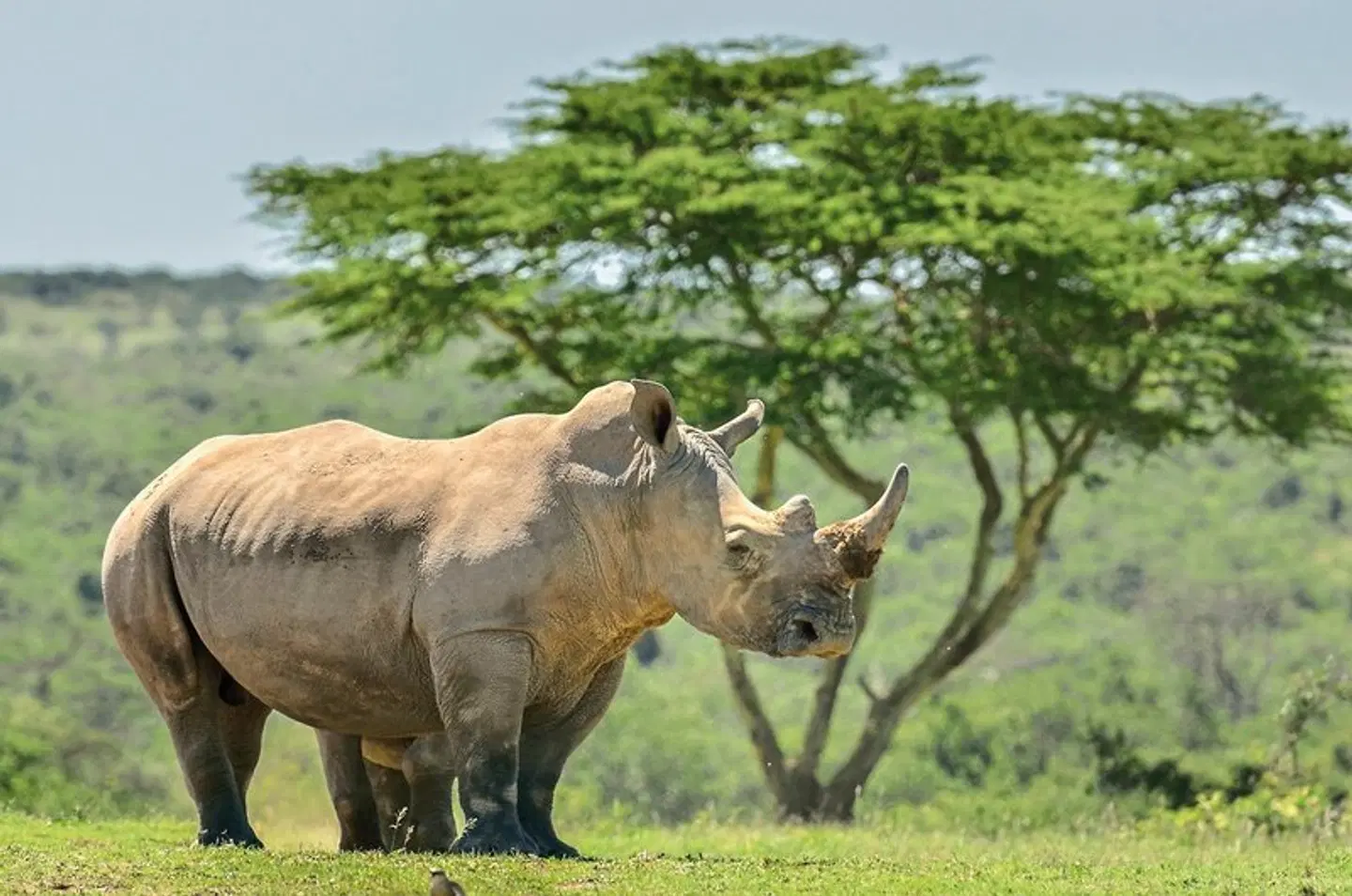 Kenia & Tansania - der Rhythmus der Wildnis Tiere