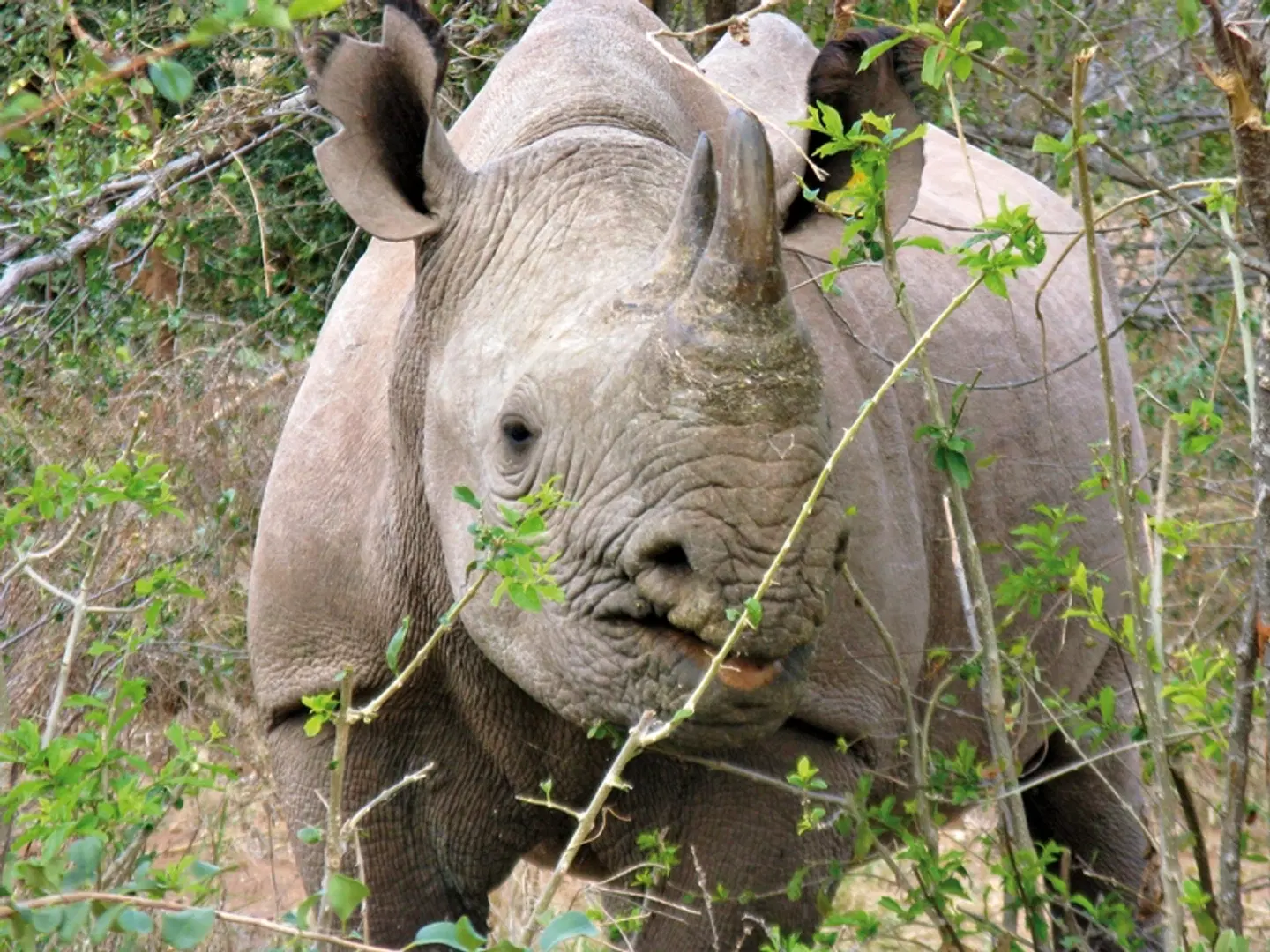 Cape In Style (ab Gqeberha (Port Elizabeth)/bis Kapstadt) Tiere