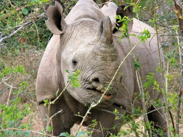 Cape In Style (ab Gqeberha (Port Elizabeth)/bis Kapstadt) Tiere