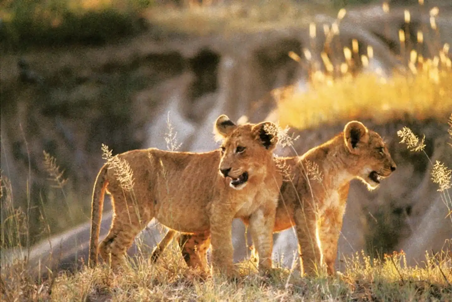 Safari & Sonne - Südafrika & Mozambique erleben Tiere