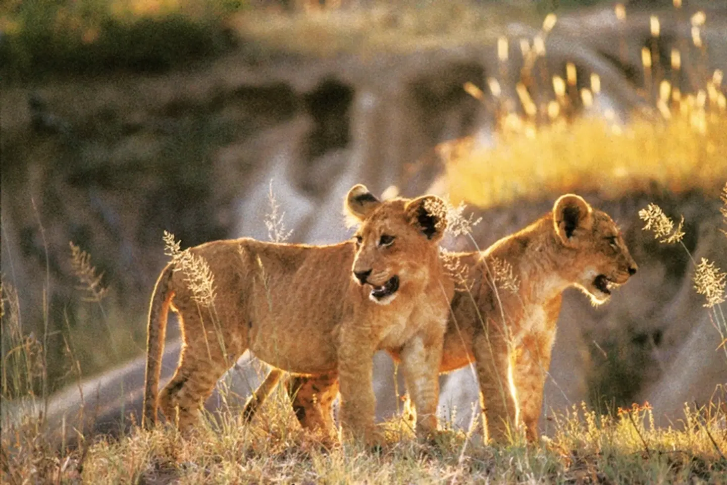 Safari & Sonne - Südafrika & Mozambique erleben Tiere