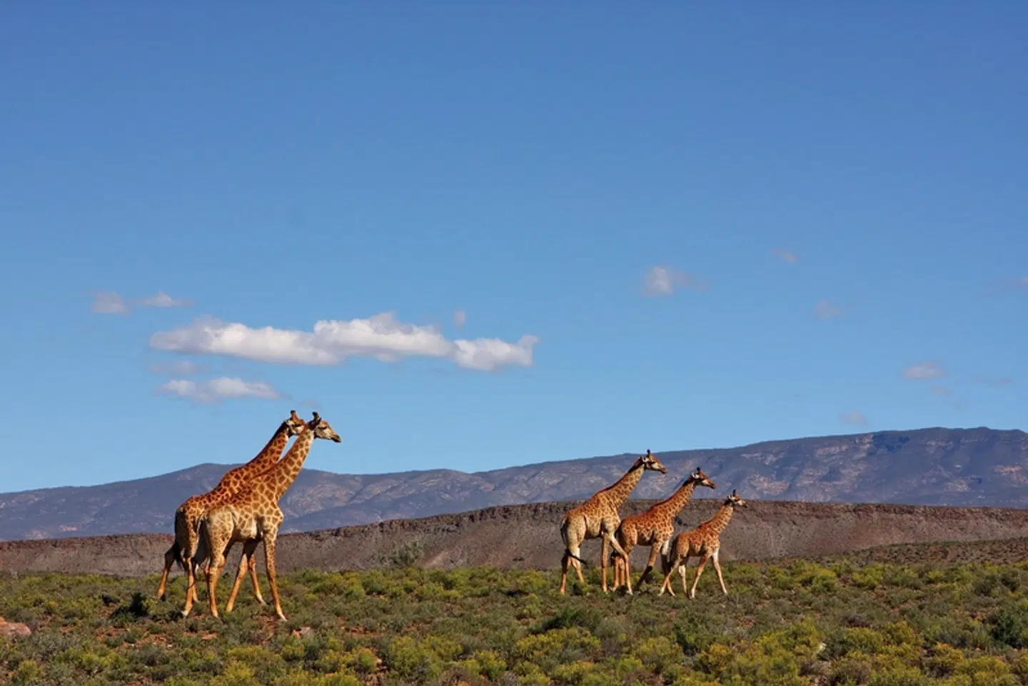 Sanbona Wildlife Reserve Tiere