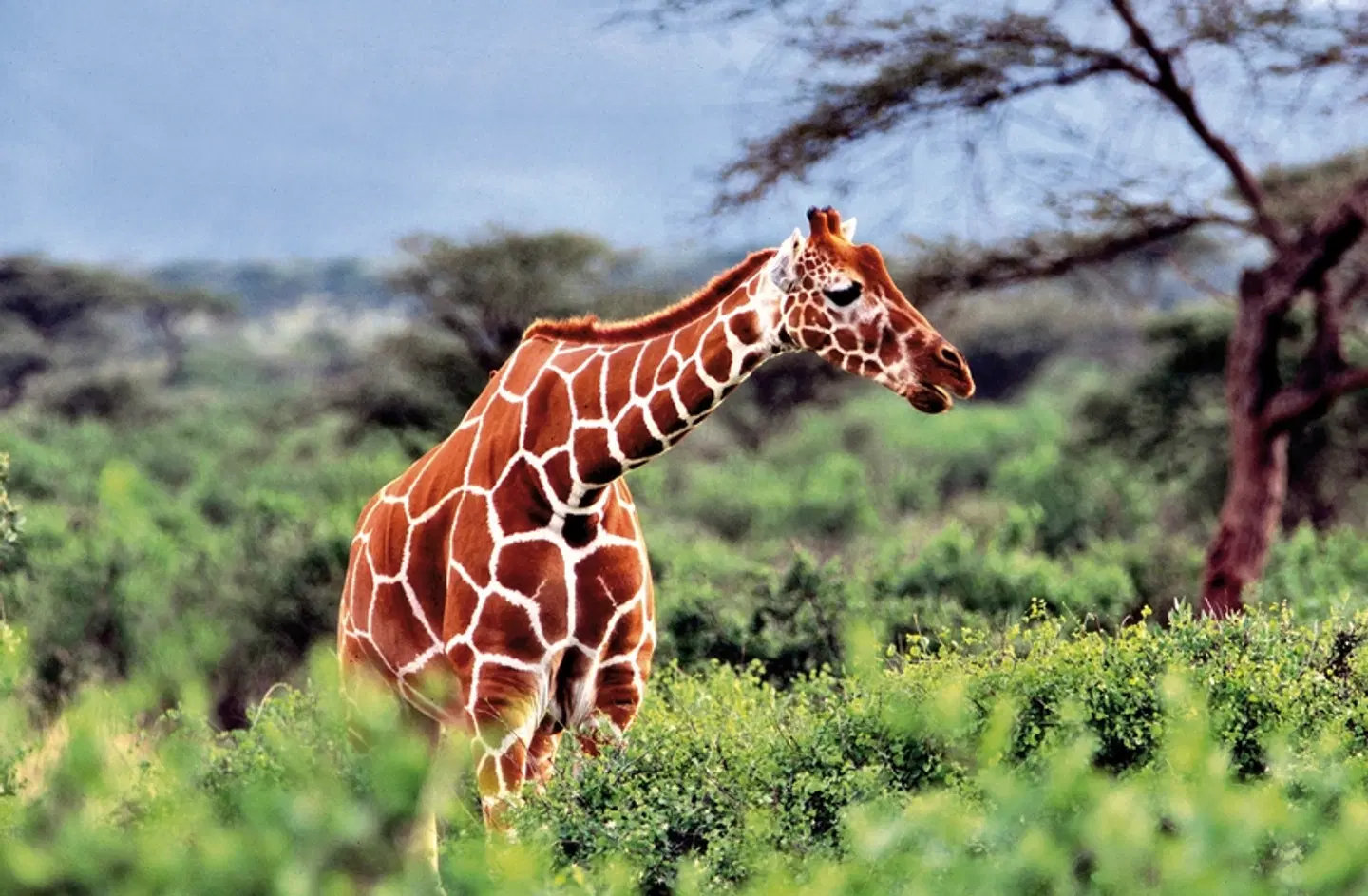 Masai Mara Fly-In Safari Premium ab/bis Mombasa Tiere