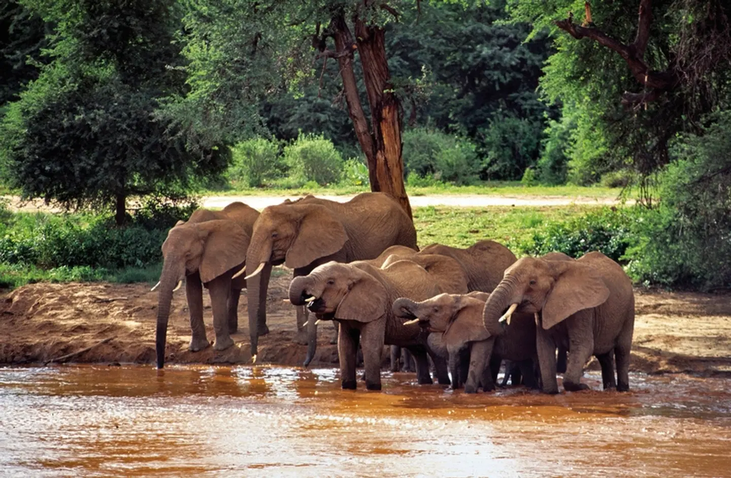 Masai Mara Fly-In Safari Premium ab/bis Mombasa Tiere