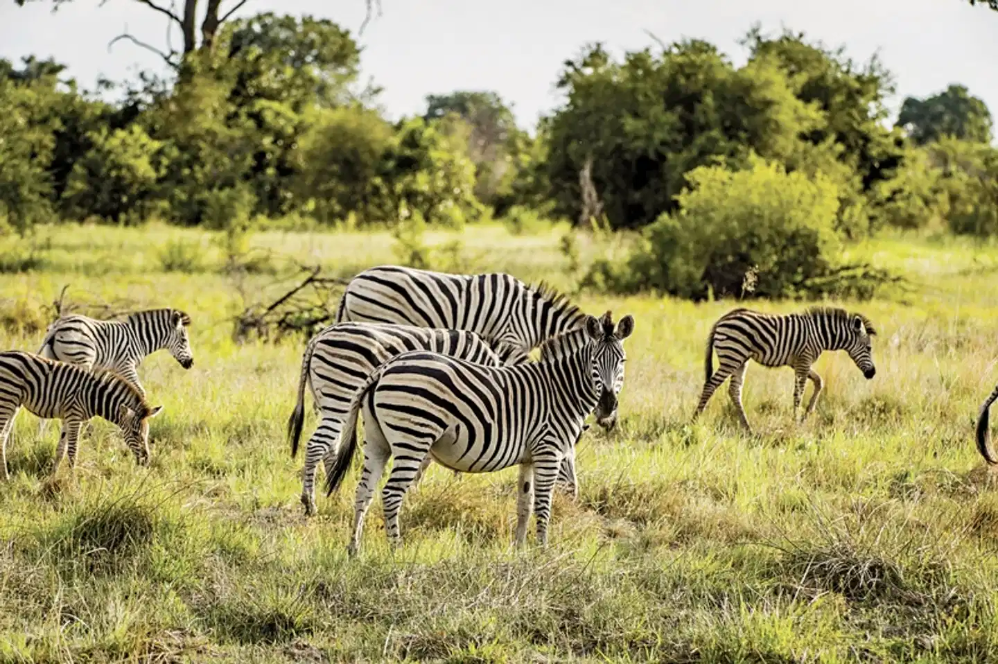 Safari & Sonne - Südafrika & Mozambique erleben Tiere