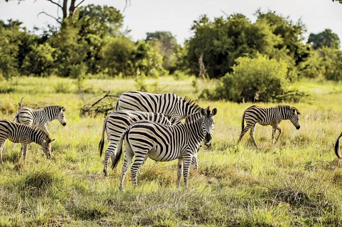 Safari & Sonne - Südafrika & Mozambique erleben Tiere