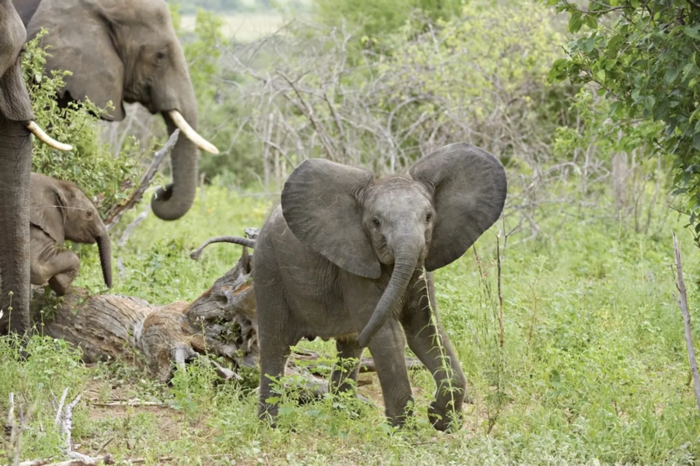 Botswana Exklusiv mit Sanctuary Retreats Tiere