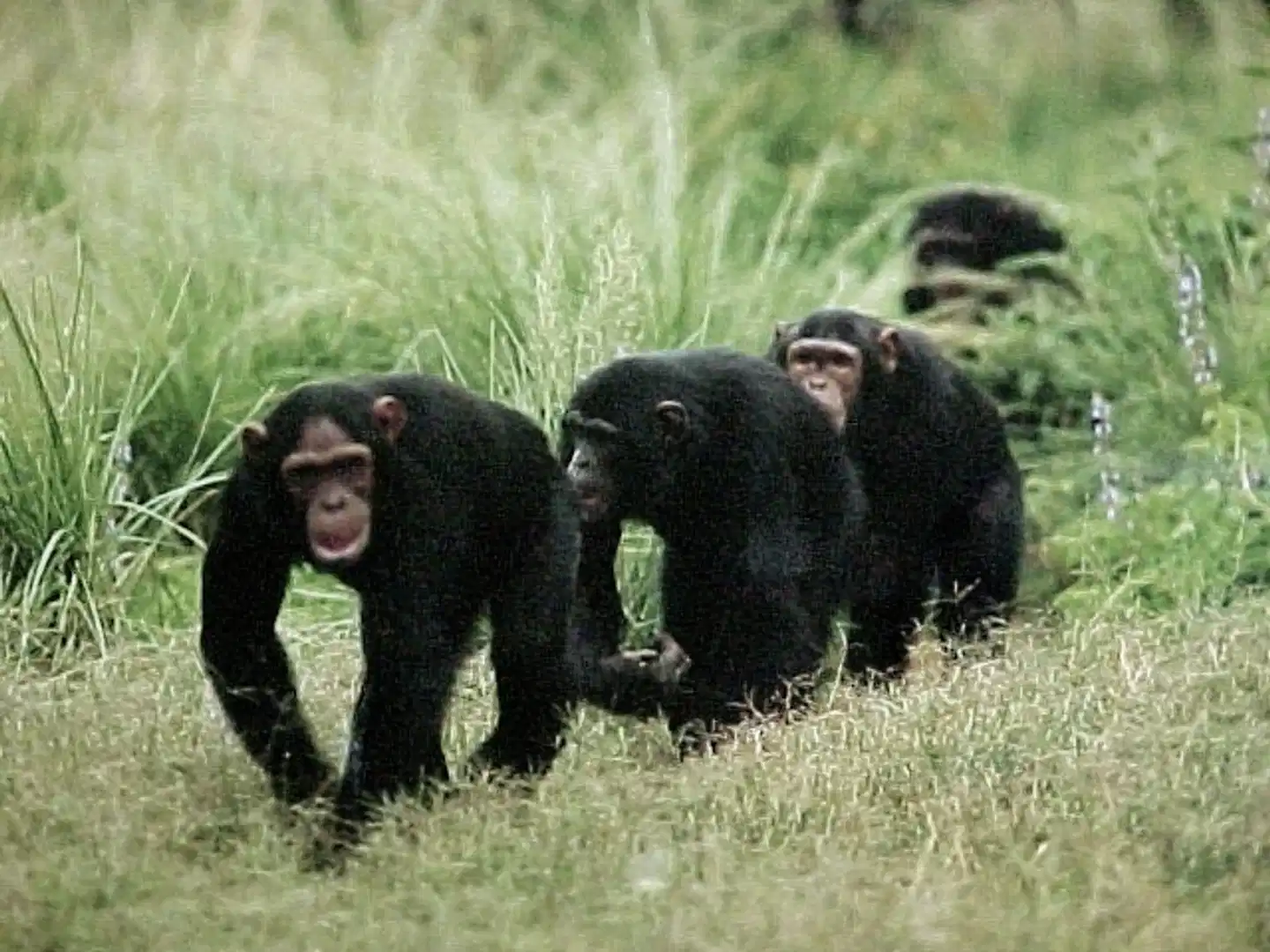 Stippvisite Uganda Tiere