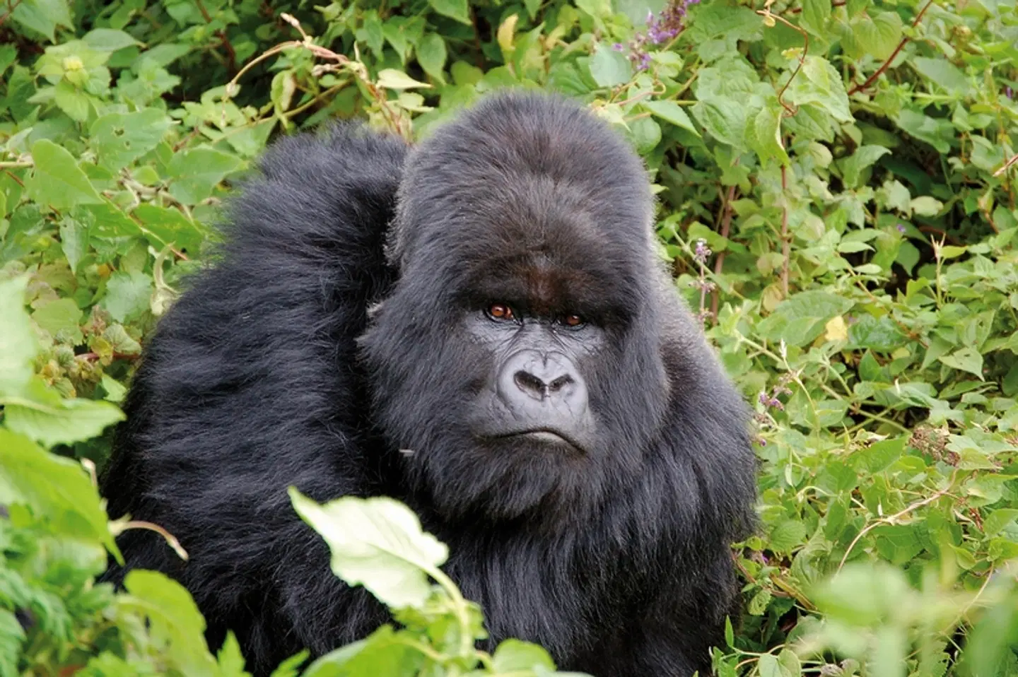 Stippvisite Uganda Tiere