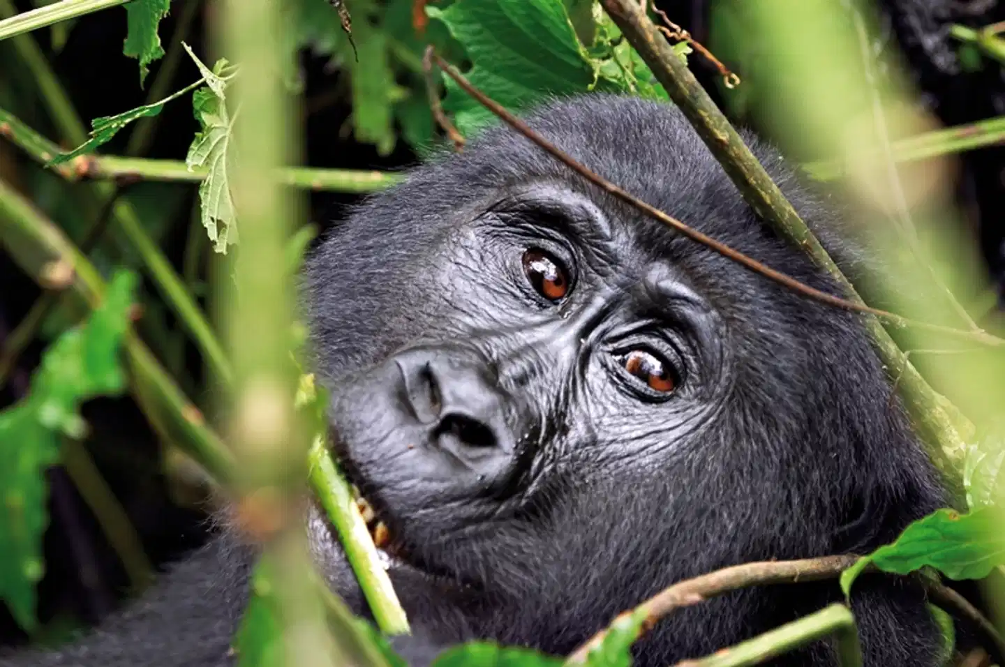 Stippvisite Uganda Tiere