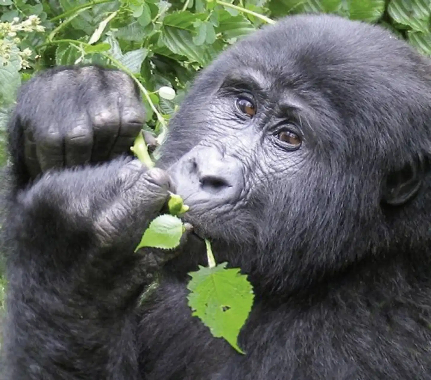 Stippvisite Uganda Tiere