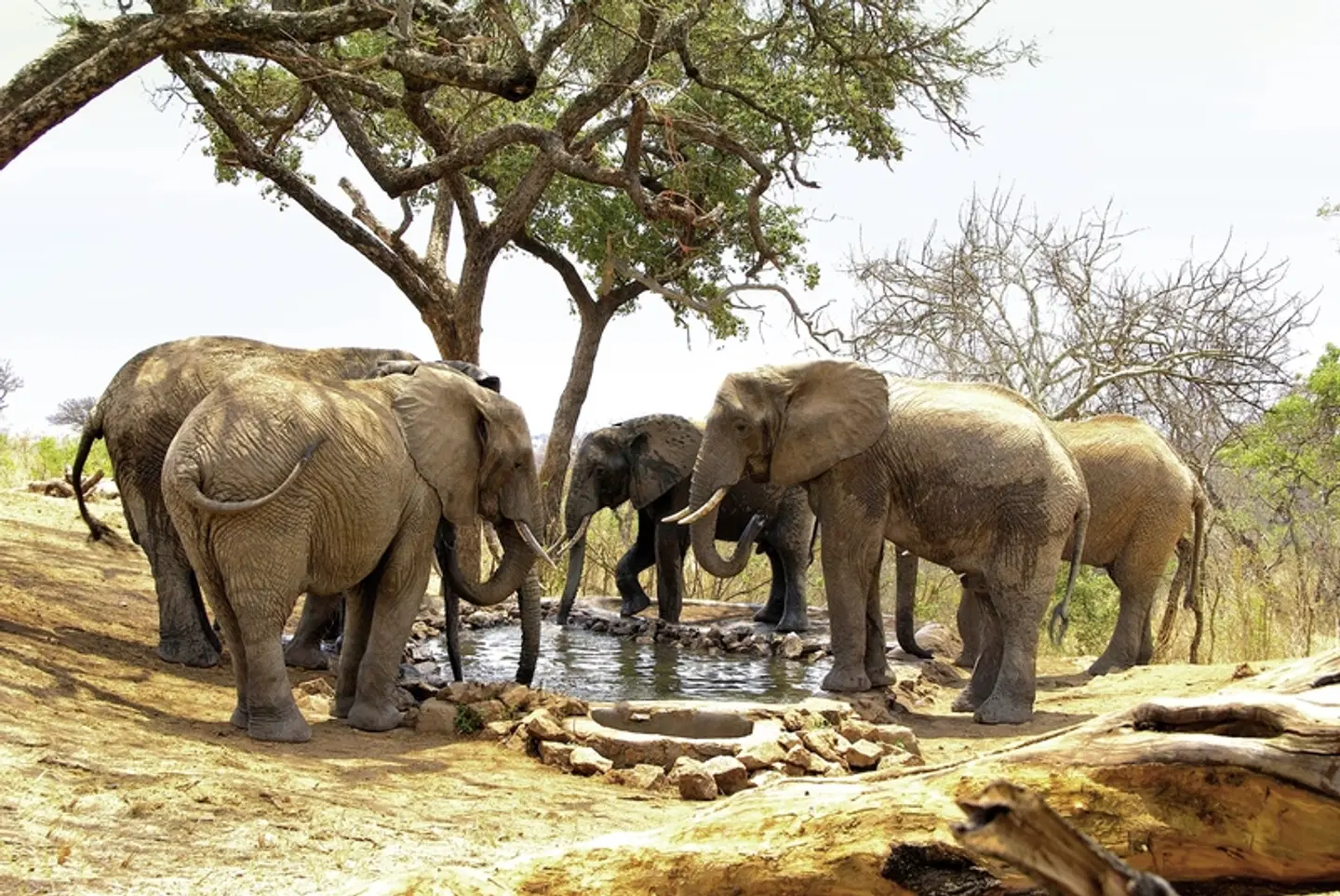 Abenteuer Tansania Tiere