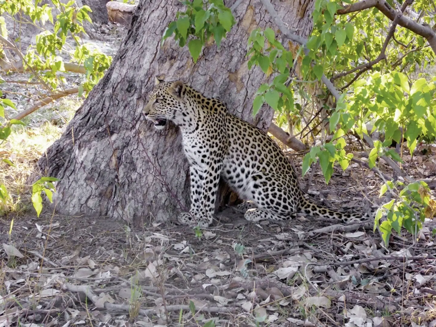 Botswana Pur Tiere