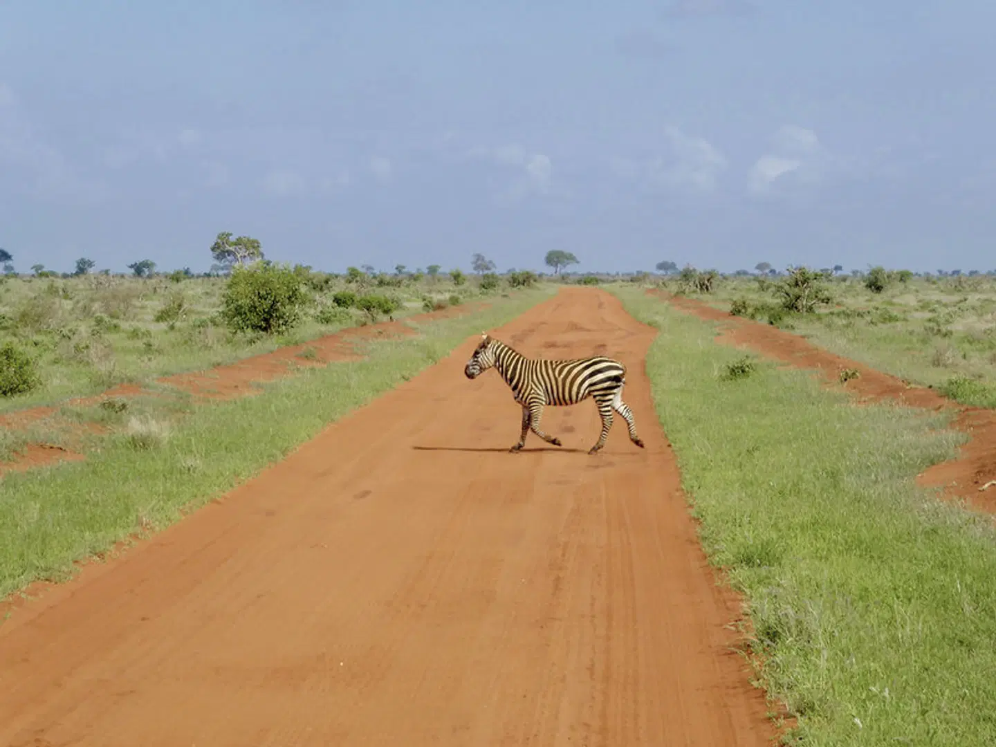 Königreich der Tiere Tiere