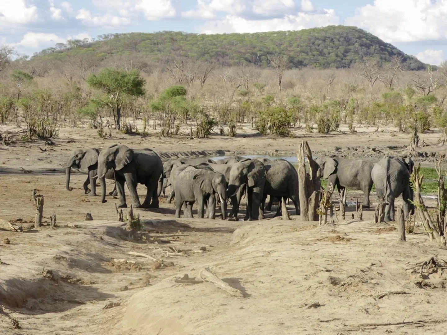Botswana Pur Tiere