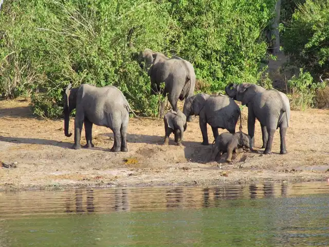Fly&Drive Botswana - Une aventure pour les débutants Tiere