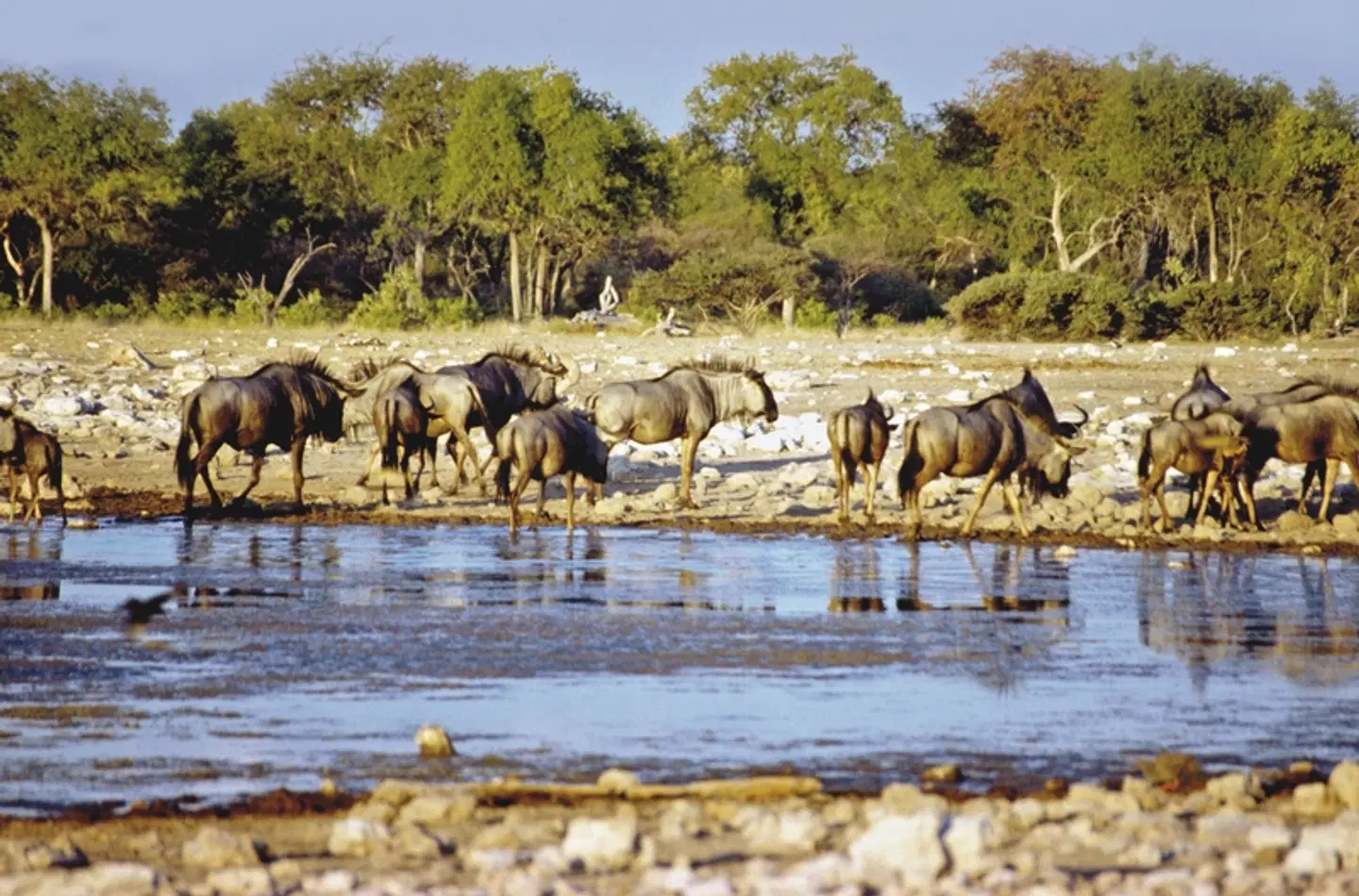 Kontrastreiches Namibia Tiere