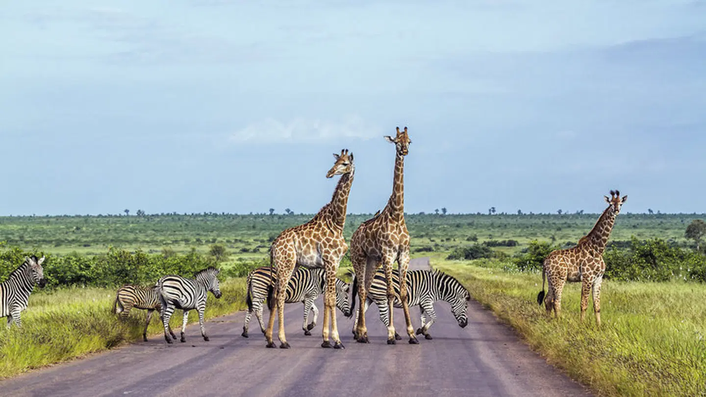 A World in One Country (Kombinationsreise) Tiere