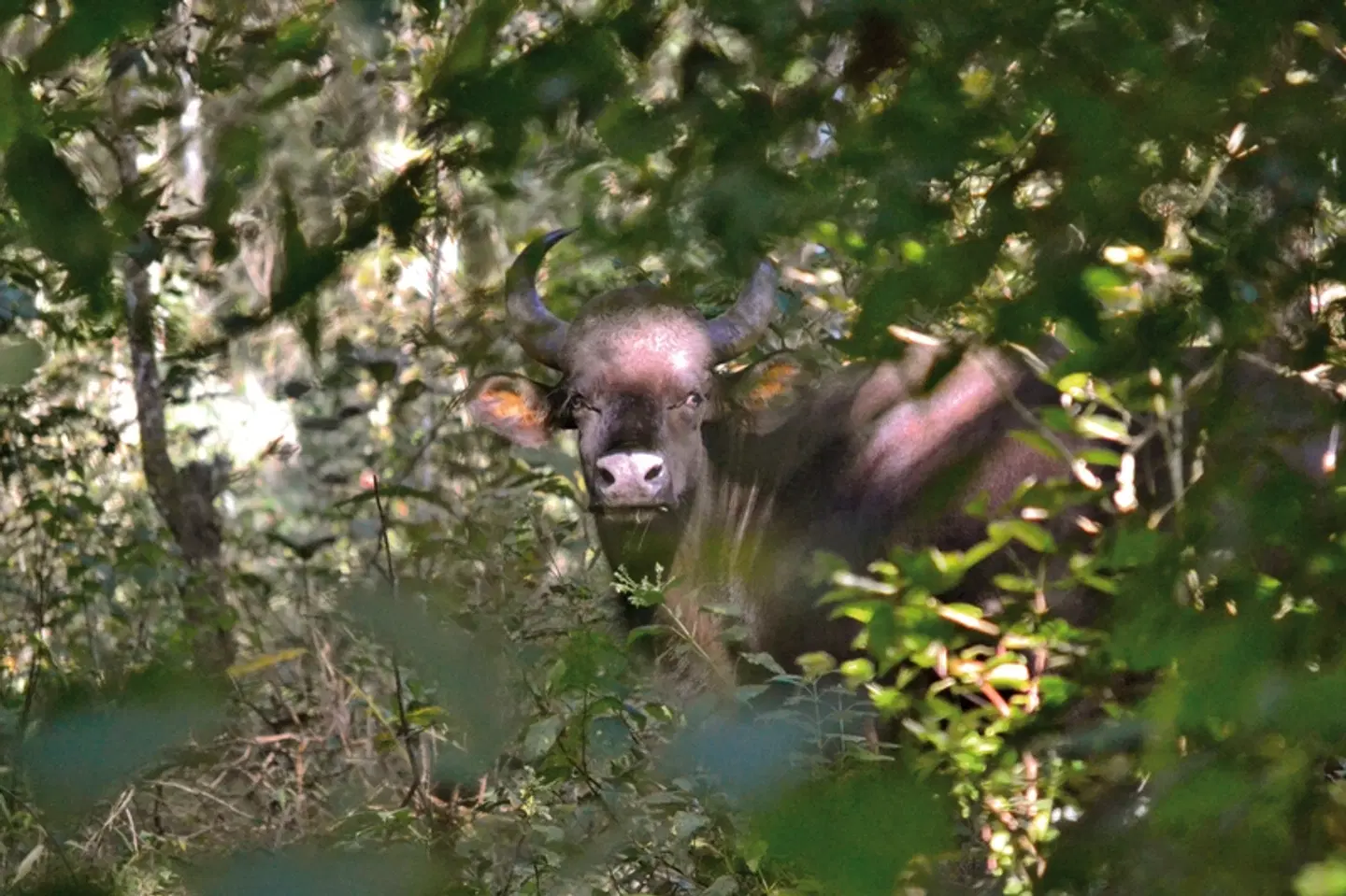 Gandhis grüner Garten (Gruppenreise) LANDSCAPE