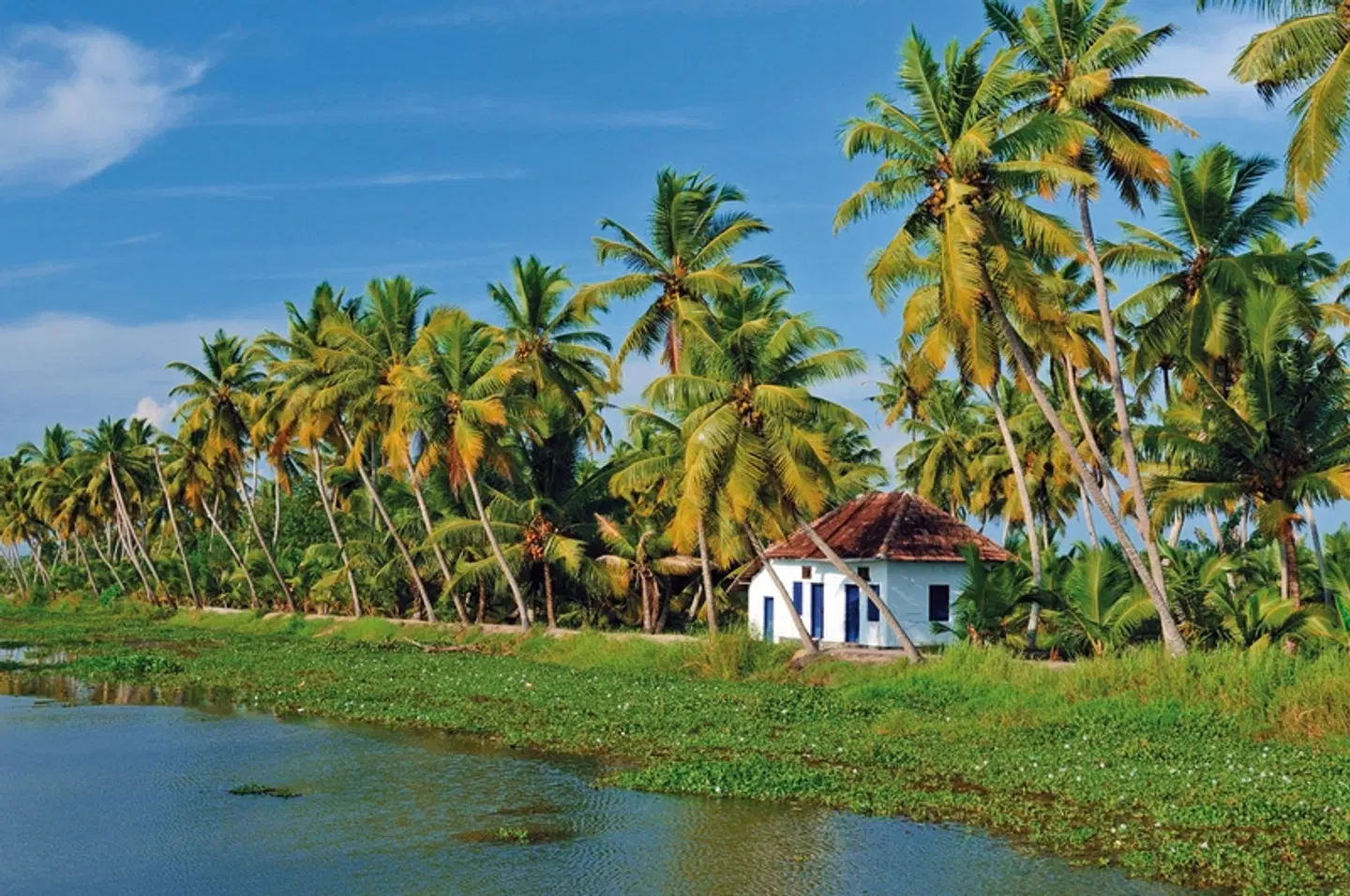 Gandhis grüner Garten (Gruppenreise) Garten