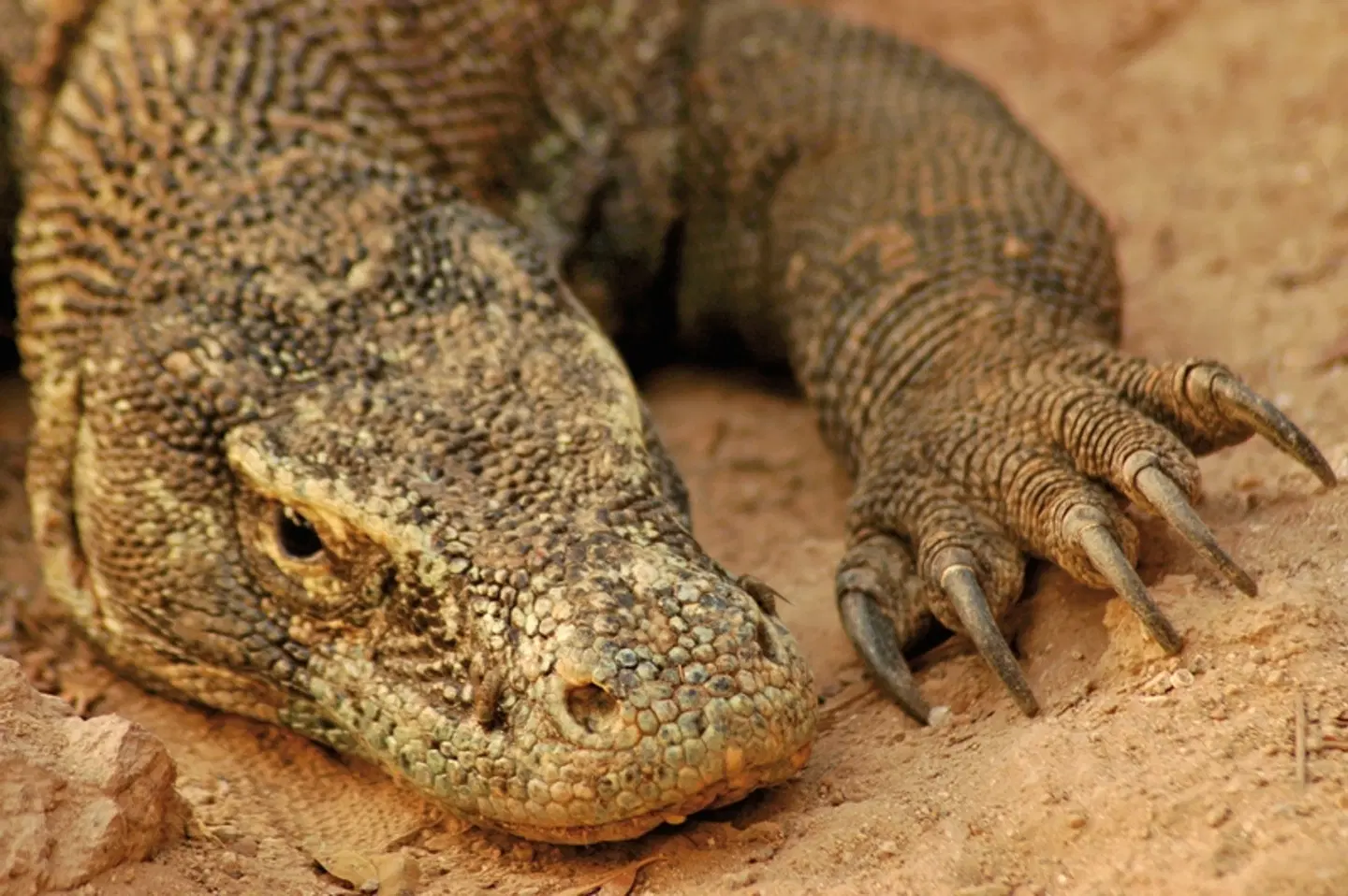 Komodo & Flores zum Kennenlernen (Gruppenreise) Tiere
