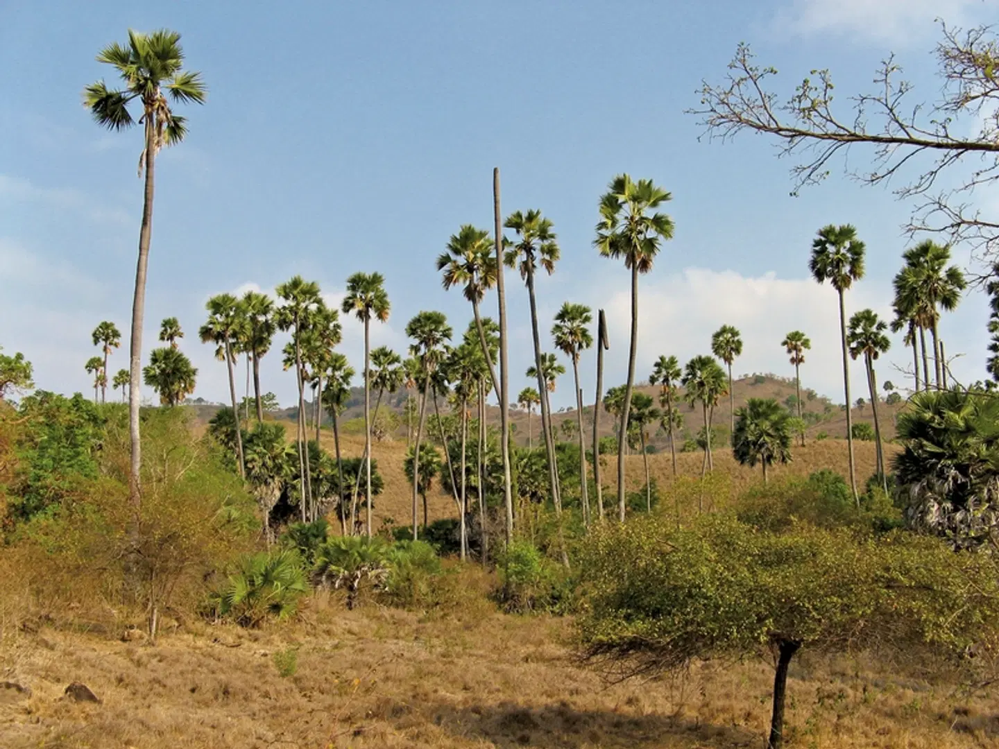 Komodo & Flores zum Kennenlernen (Privatreise) LANDSCAPE