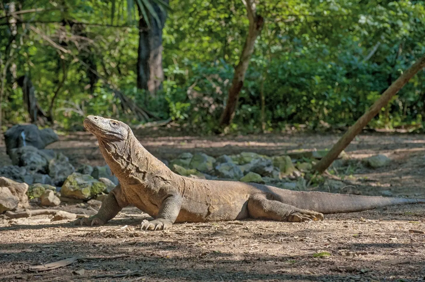 Komodo & Flores zum Kennenlernen (Gruppenreise) Tiere