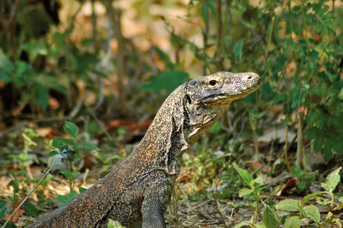 Komodo & Flores zum Kennenlernen (Gruppenreise) Tiere