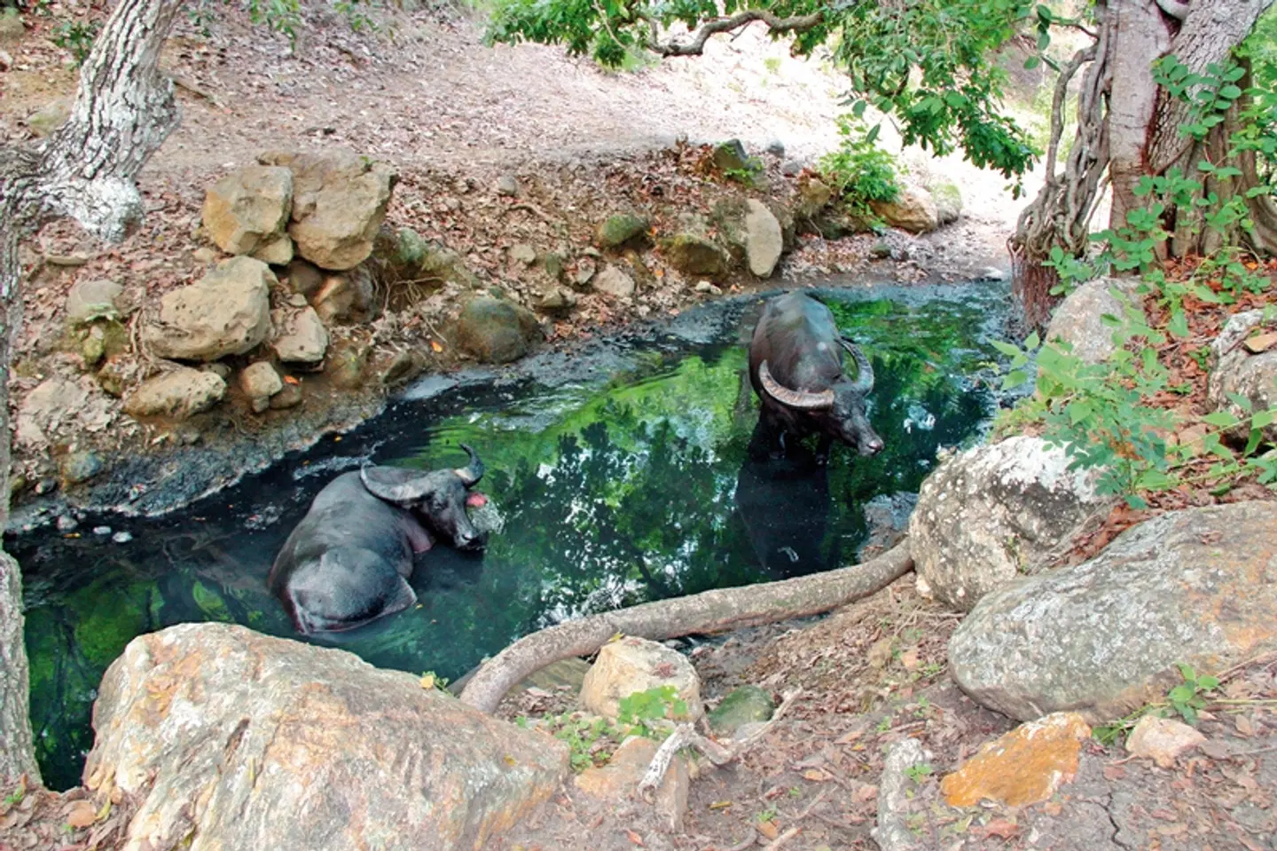 Komodo & Flores zum Kennenlernen (Privatreise) Tiere