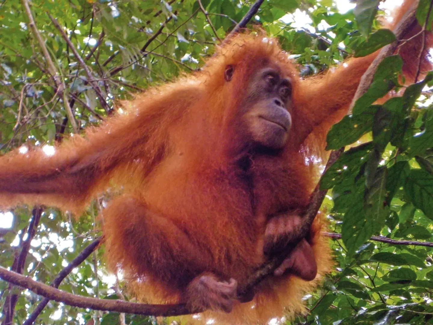 Schätze Indonesiens (Gruppenreise) Tiere