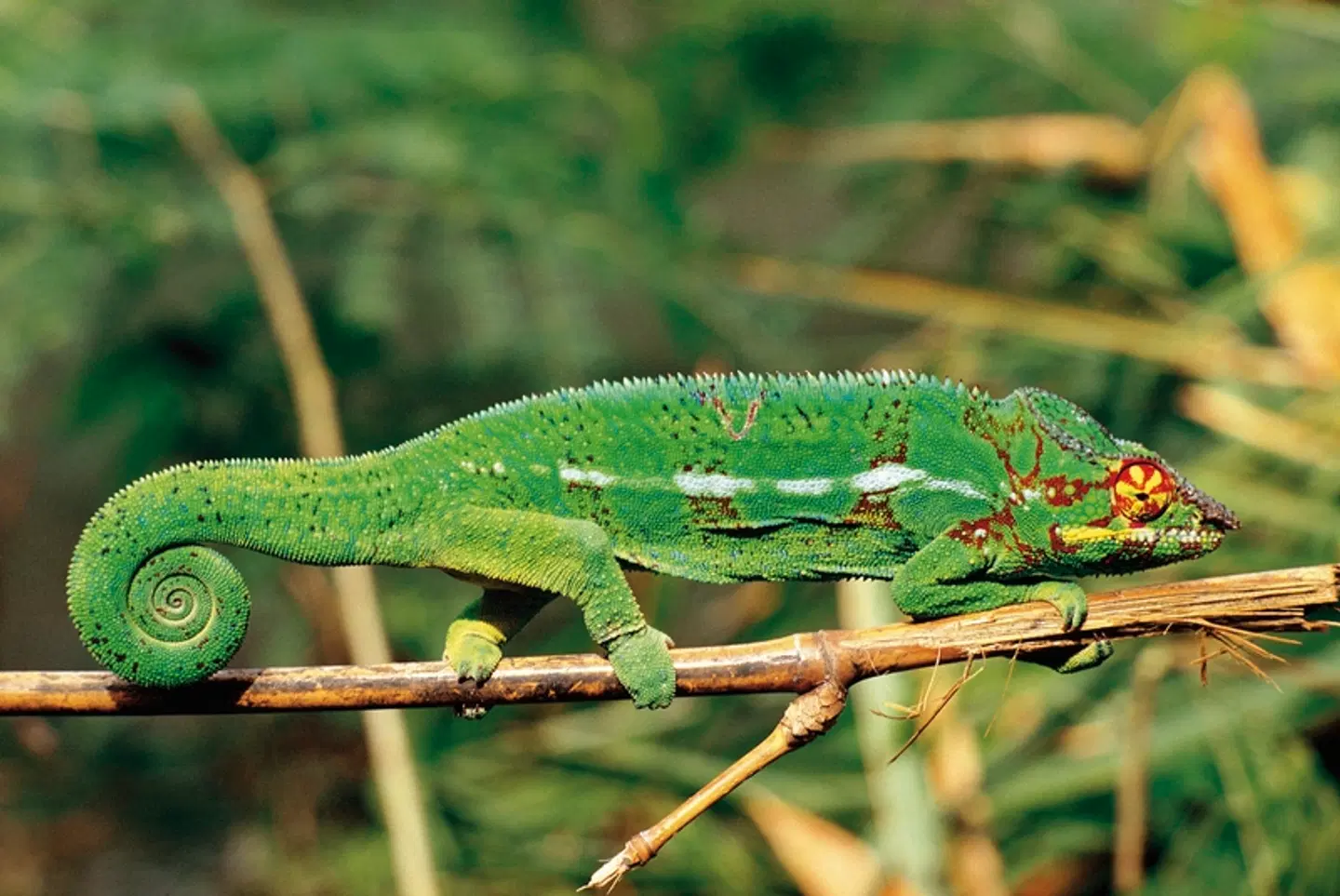 La Réunion - Insel der tausend Gesichter Tiere
