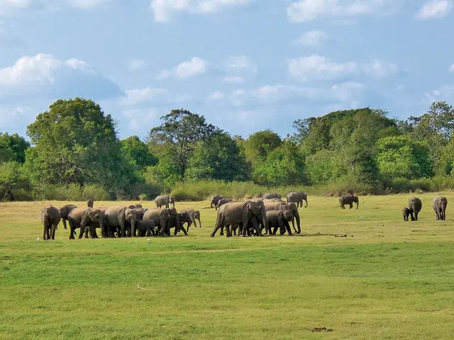 Perle im Indischen Ozean Tiere