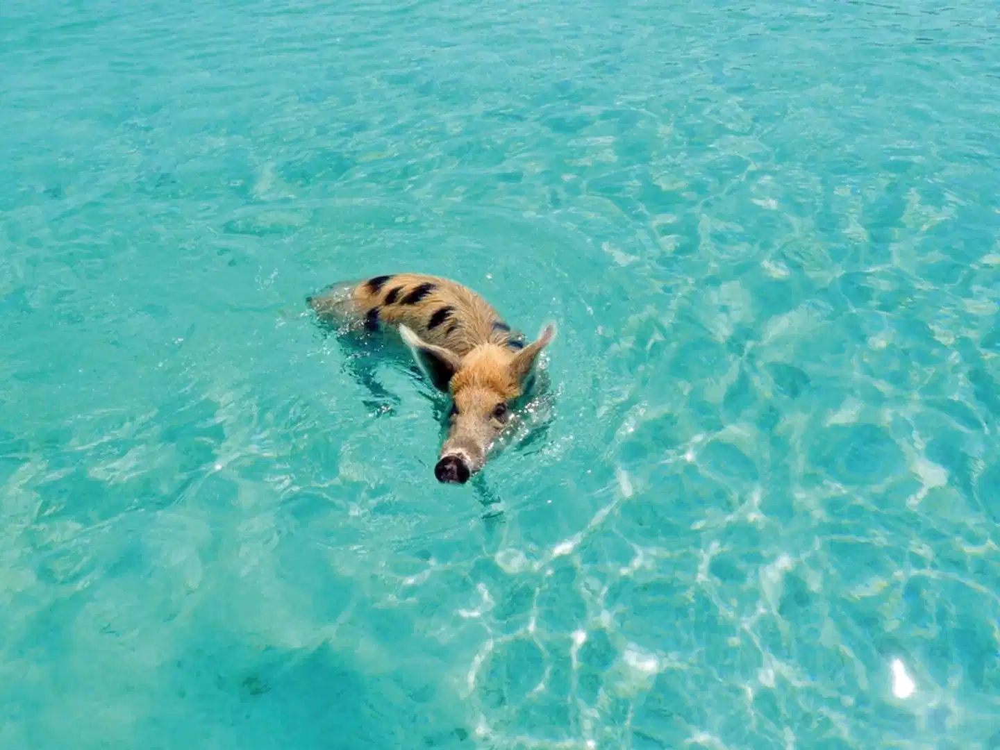Bahamas Intensiv Tiere