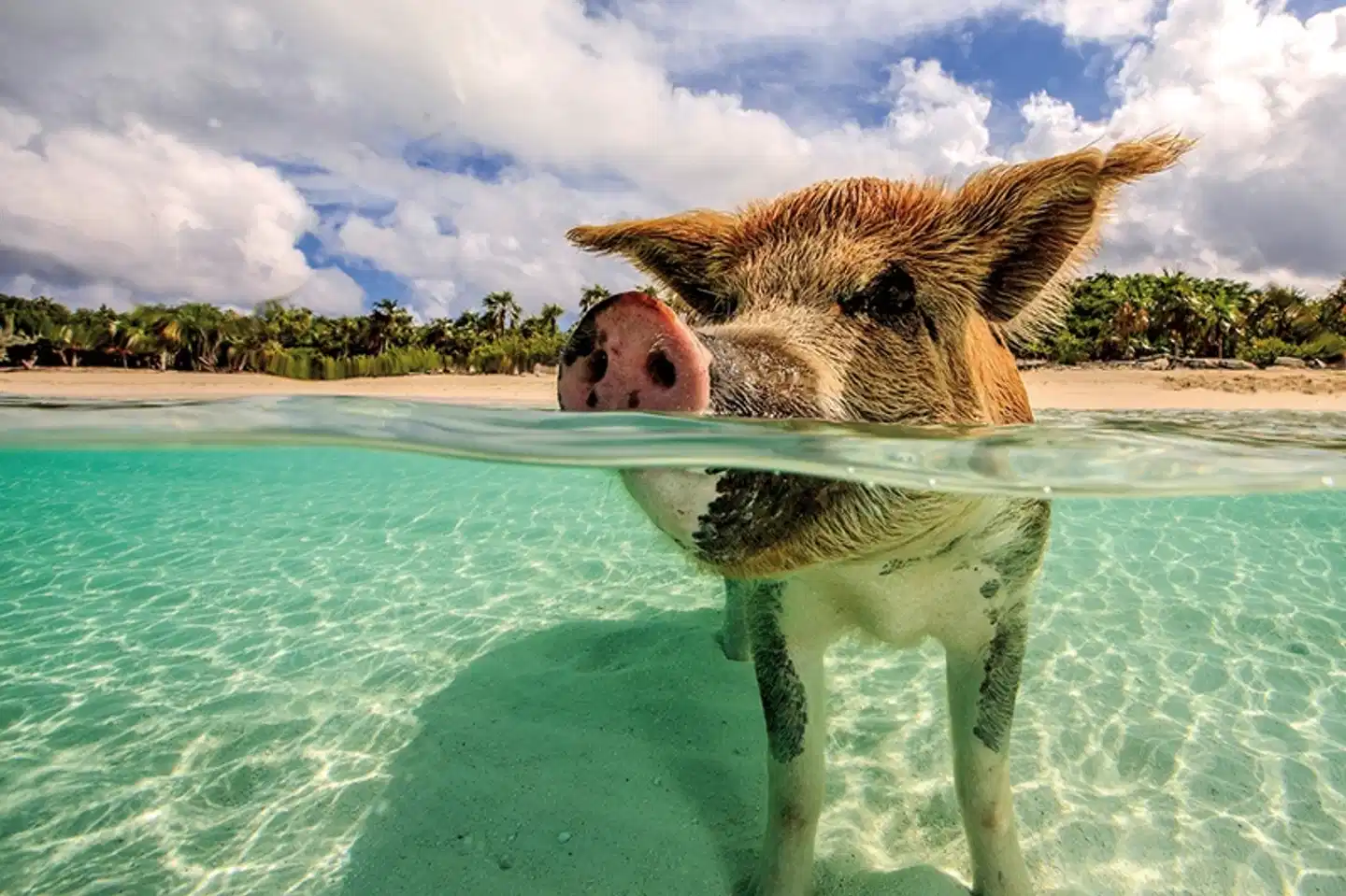 Tierisches Badevergnügen Pool