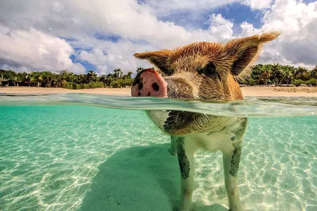 Tierisches Badevergnügen Pool