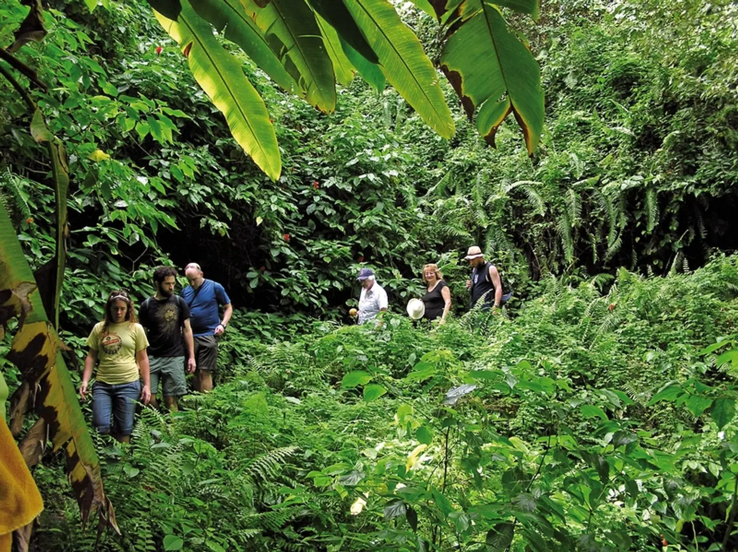 100% Dominica - Insel für Entdecker Tiere