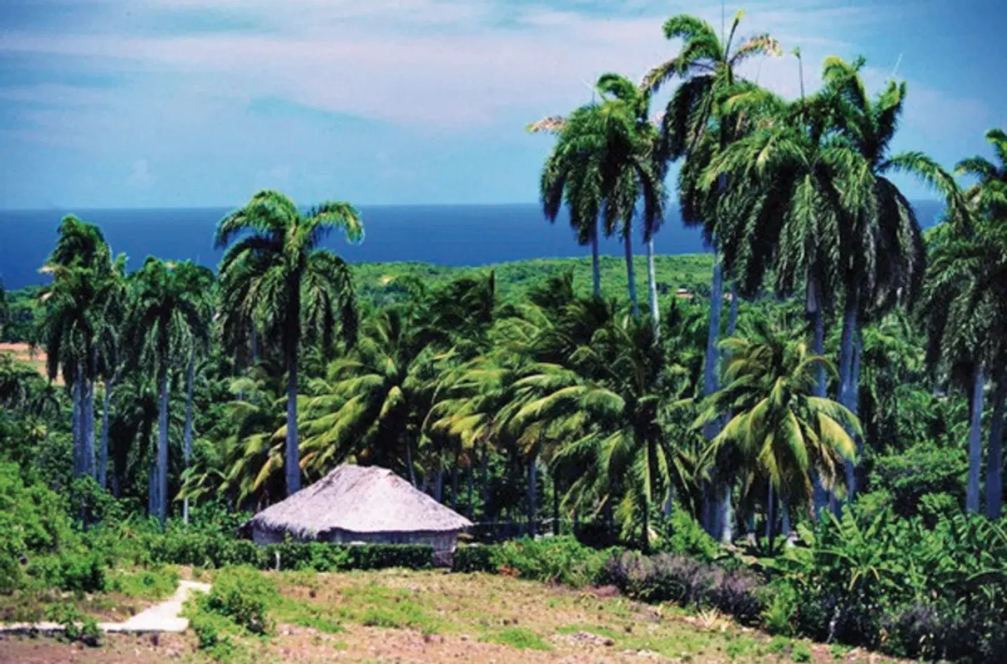 Cocktail Cubano Garten